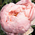 Różowy  - Angielska róża - Auswonder